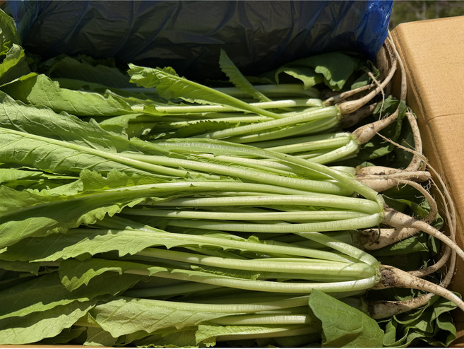 [푸드빌리지] 국내산 신선한 열무, 1개, 4kg