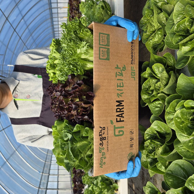 지티팜 무농약 유럽상추 유러피안 샐러드 채소 모듬쌈 1kg 버터헤드 크리스탈 로메인 바타비아 오크리프, 1박스