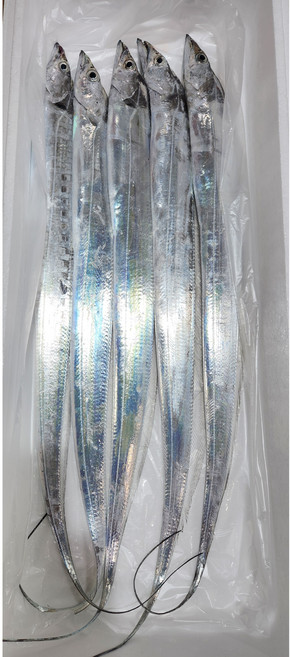 제주 갈치 당일바리 은갈치 새벽입찰 250g크기 8마리, 1개, 300g 5마리 총 1.5kg