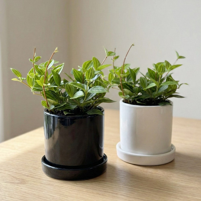 벨라가든 아몬드페페 10호 소형 화분 세트 인테리어 플랜테리어 실내공기정화 반려 식물, 1개, 10호_블랙