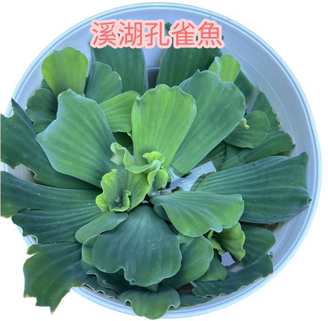溪湖孔雀魚 水芙蓉 水生植物 (水上葉) 耐熱 漂浮水族 售分株, 4個
