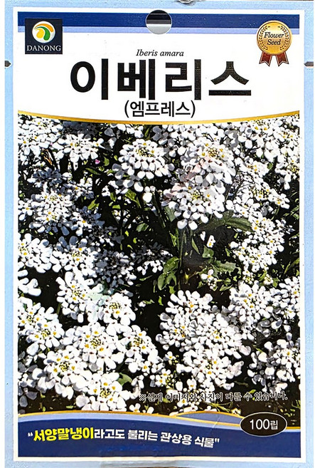 이베리스 엠프레스 100립 다농 25년 이베리스꽃씨앗