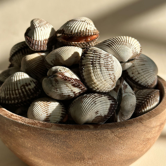 [선별품] 벌교 꼬막 당일조업 제철 새꼬막 산지직송 특품 디아머스, 1개, 5kg(대)