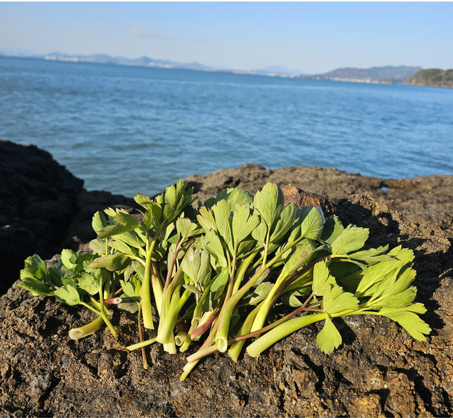 여수 청정 계도 금오도에서 노지 재배한 햇 방풍나물, 1박스, 1kg