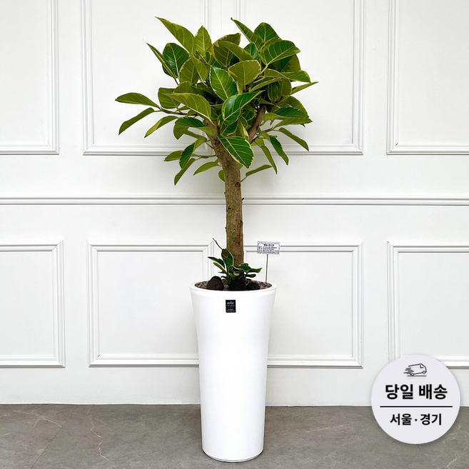 에코플랜트 (당일배송) 금전수 개업 사무실 이전 병원 개원 식당 개업식 축하 화분, 07. 뱅갈고무나무, 1개