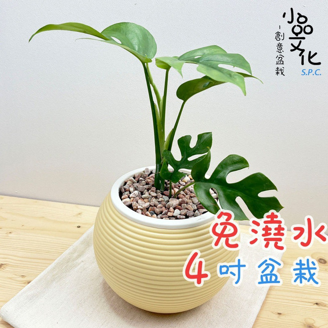 小品文化 姬龜背竹 4吋盆栽, 1個, 姬龜背竹+4吋燈籠盆-白色, 白色
