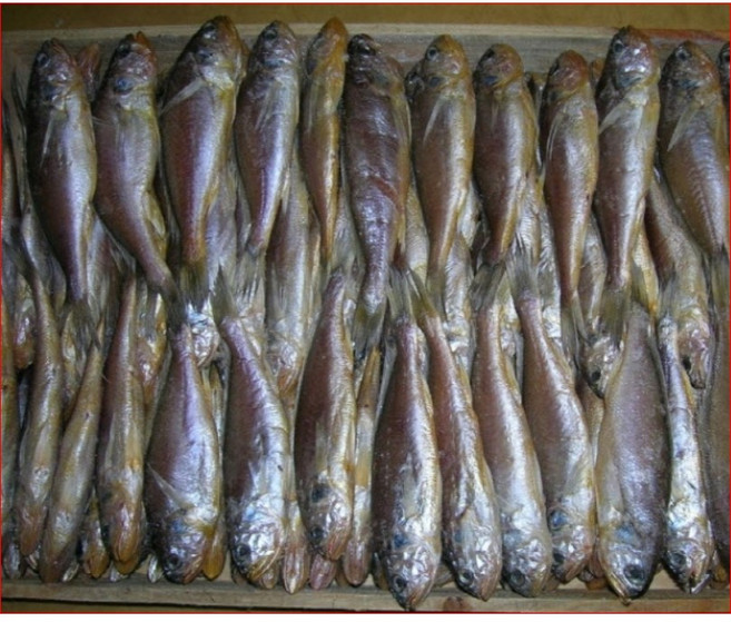 손질조기 조기굴비(중) 10마리 반건조생선 목포조기 건조생선 참조기, 반건조 실속참조기 조기굴비(중) 5마리, 1개