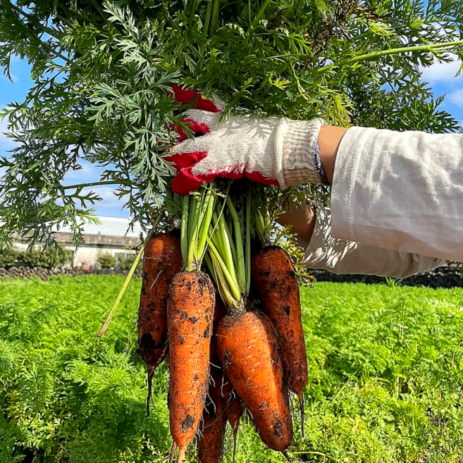 [초초특가] 아삭달콤 제주 구좌 당일재배 햇 흙당근, 1박스, 중 3kg
