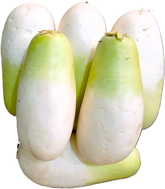 [농수산 장터]제주 월동무 세척무, 1개, 5kg