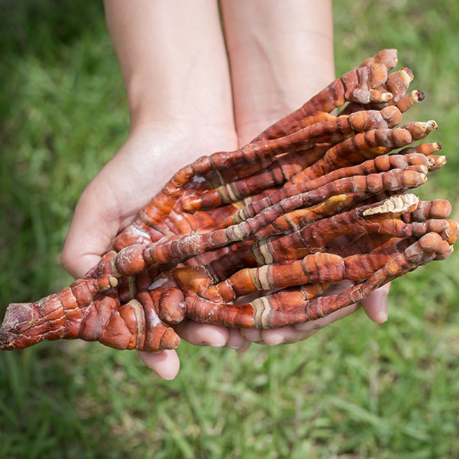 국산 녹각영지버섯 200g 사슴뿔영지 녹각뿔 건조 말린 약초 약재 국내산 차 한방, 1개