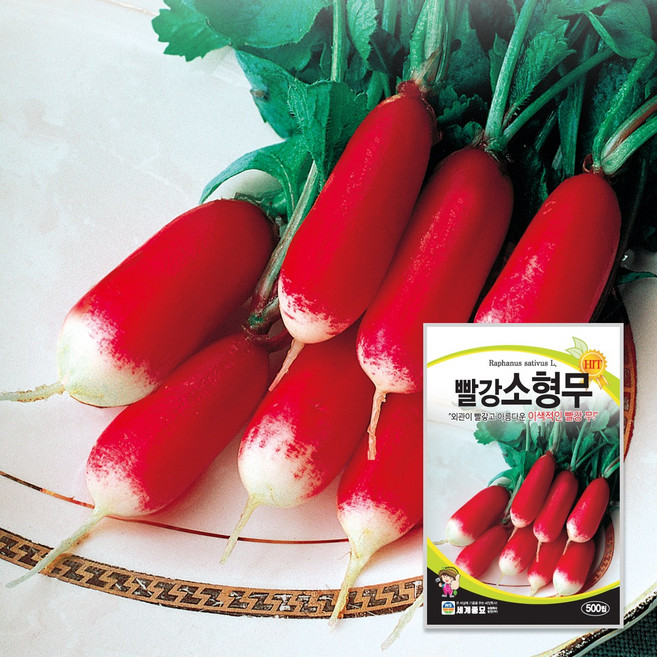 빨강소형무 500립 / 무우씨 무씨앗, 2개