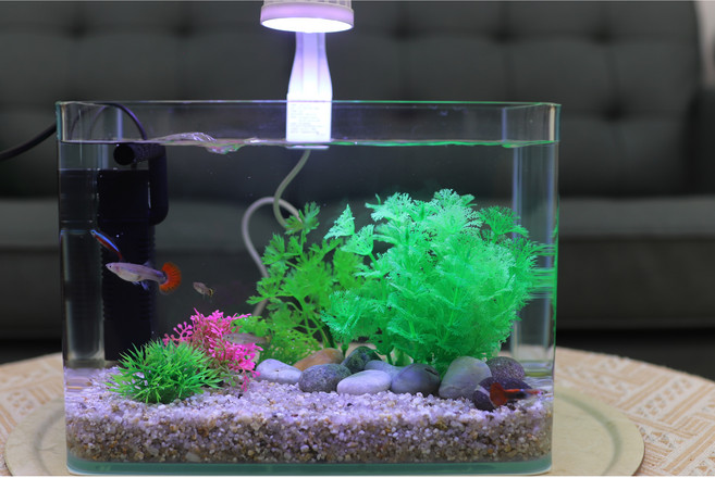 26cm 인조수초 물고기 키우기세트 미니어항세트