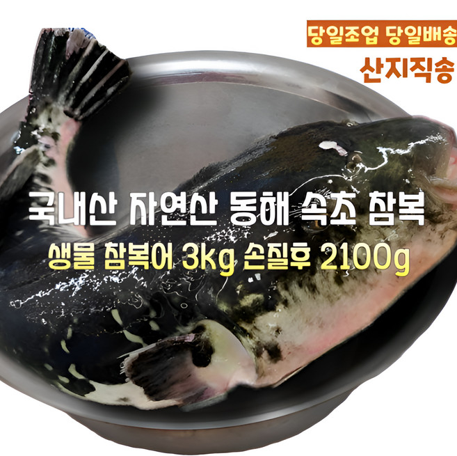 [산지직송] 국내산 자연산 새벽조업 주문즉시손질 동해 속초 생물참복어 생물밀복어 생물까치복어 재철생선 선물용 가정용, 1박스, 생물참복어 3000g 손질후 생물참복어 2100g내외