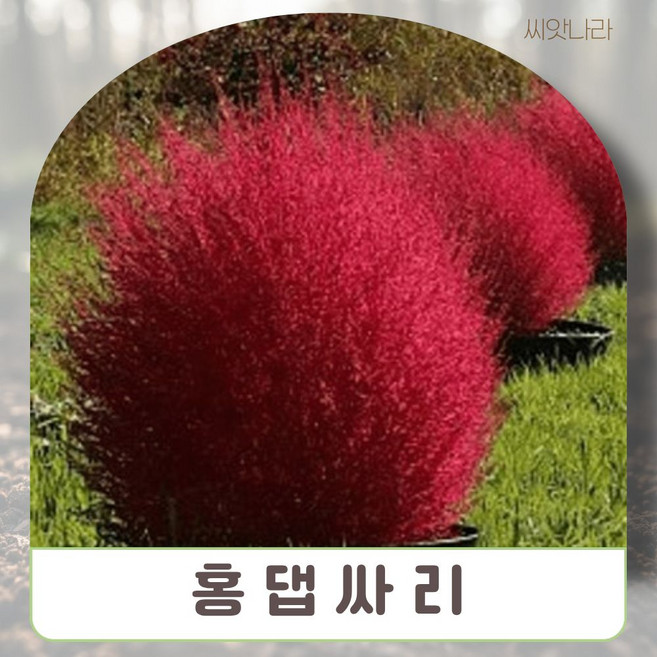 홍댑싸리 코키아 씨앗 50립 야생화 희귀 꽃씨 나라 pur+18657iV