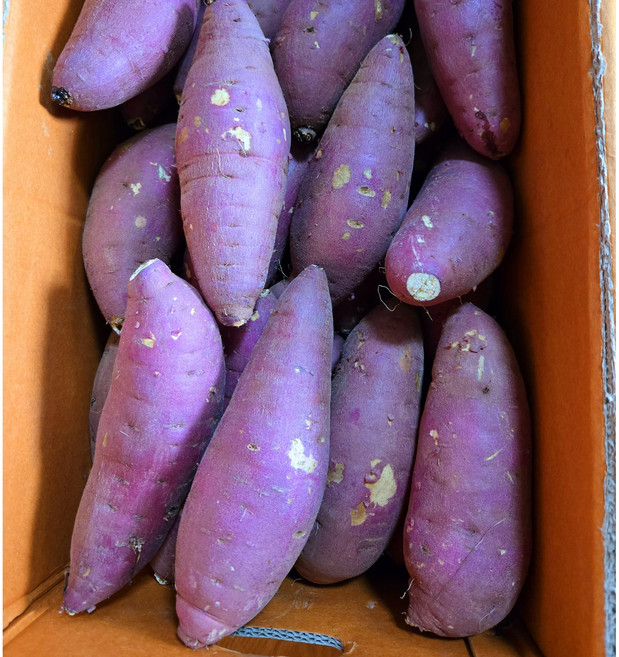 <당일출고> 해남 꿀고구마 달달한 고구마 베니하루카 세척고구마, 1박스, 꿀고구마 대 5kg