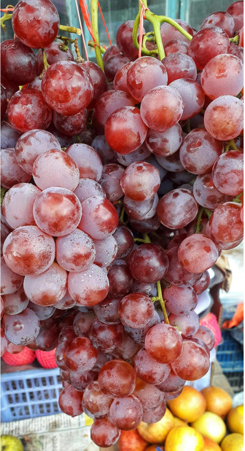 프레시홈푸드 아삭한 호주산 크런치포도 고당도 껍질째 먹는 포도 1kg 1개