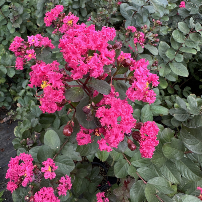 다목농원 핑크벨로 배롱나무 백일홍 목백일홍 신품종 120L 포트묘, 핑크벨로 120L 포트묘