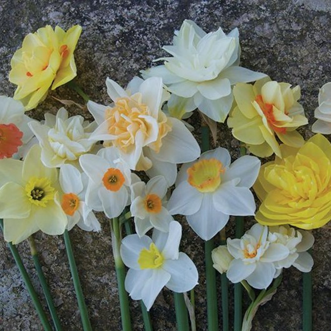 [풀떼기] 수선화 구근 추식 구근 네덜란드 수입 특선, 0373. 푸에블로 2구