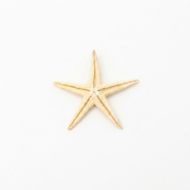 오꿈 조개껍질 조개껍데기 소라껍데기 소라껍질, 50 불가사리 (소), 1박스