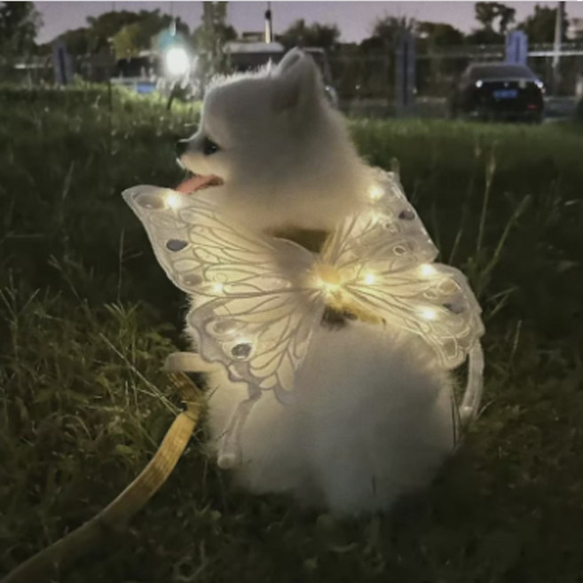 강아지 led 날개 나비 코스튬 애견 고양이, 1개, 블랙