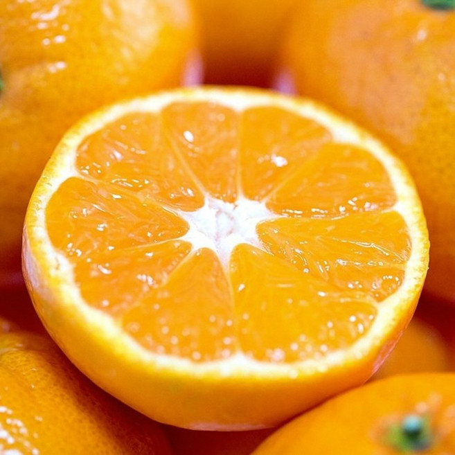 특품종 16브릭스 당도선별 제주 천혜향, 1개, 10kg