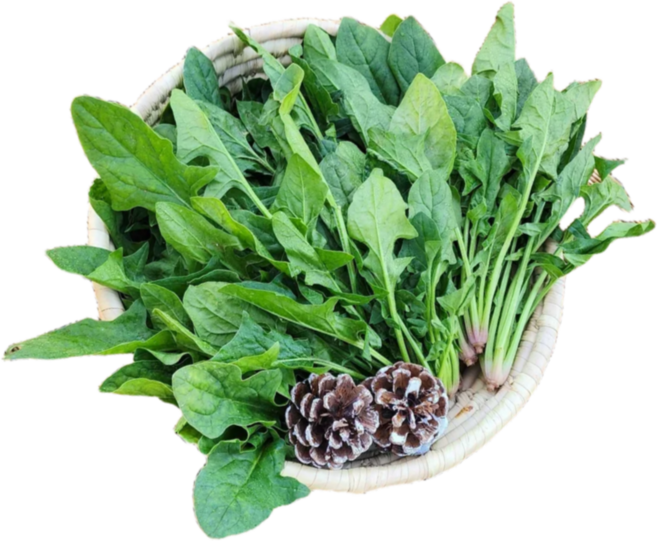 건행팜 겨울 제철 남해초 포항영해초 시금치, 1개, 500g