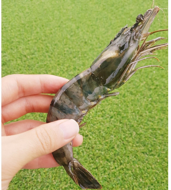 블랙타이거 새우 500g 26~30미 왕새우 냉동새우 버터구이 캠핑요리 킹타이거, 2개