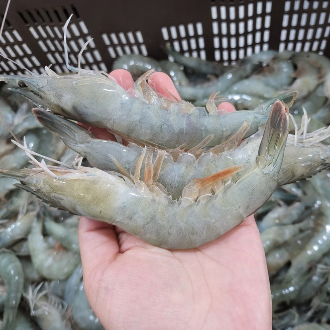 완도 산지직송 활새우 횟감가능한 왕새우 대짜 대하소금구이 1kg 2kg 3kg, 3개