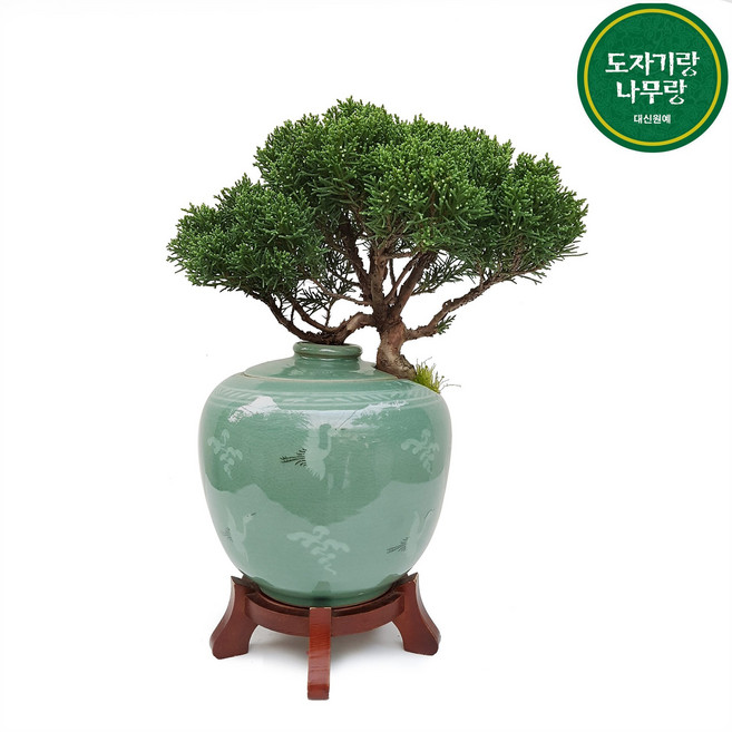 도자기랑나무랑 도자기분재 승진 개업선물, 진백 긴단지 축하화분 DS-262, 1개