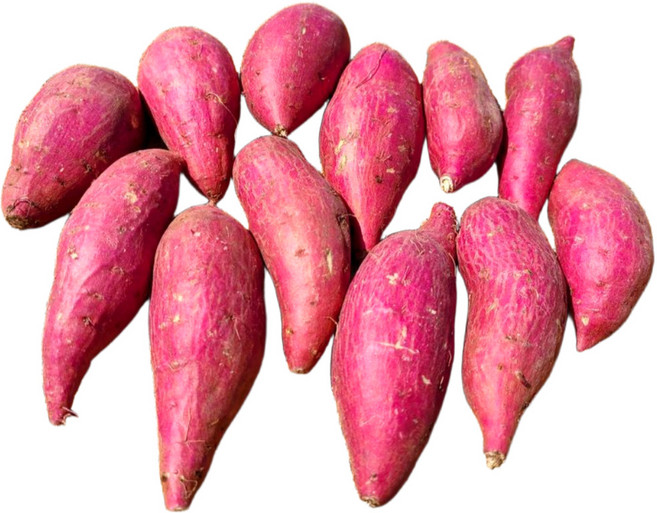 전남 무안 황토 꿀밤고구마, 3kg (두입), 1개