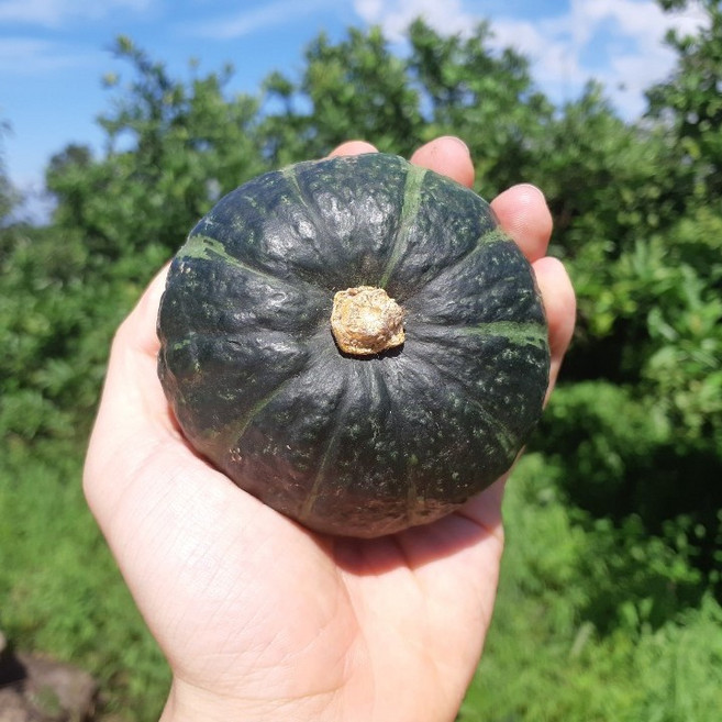 제주 미니 밤호박 보우짱 단호박 산지직송, 제주 미니 밤호박 4.5kg 15~30과, 1개