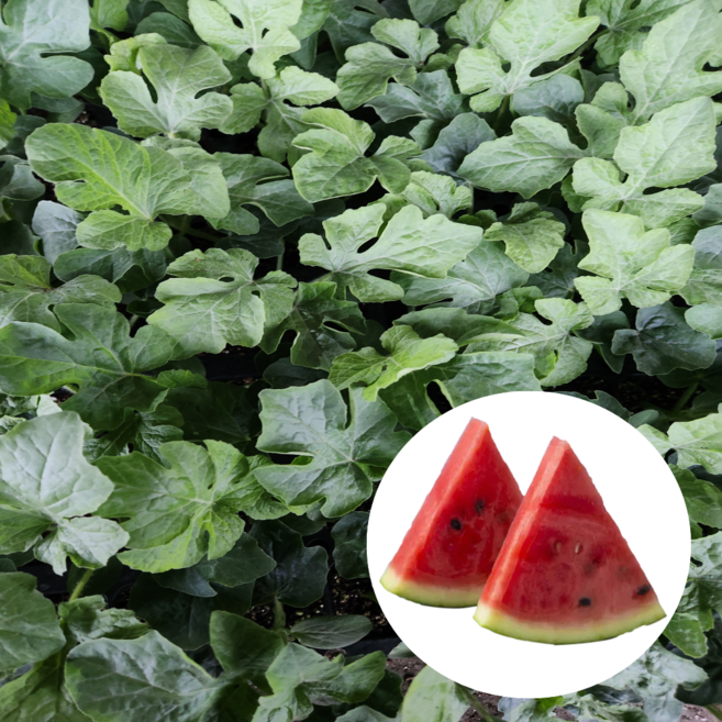 모두다팜 꿀 수박모종 주말농장 텃밭 모종 4개, 1개