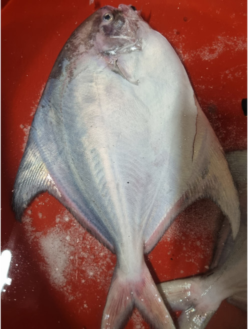 완도 덕자병어 특대 1kg 제수용 제사용 병어구이 조림 덕자찜, 1개