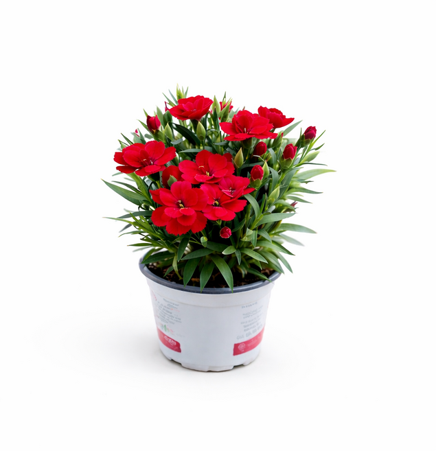 향 카네이션 소형 야생화 화분 미니 선물 봄꽃 베란다 키우기 스승의날 대성식물, 1개, 레드