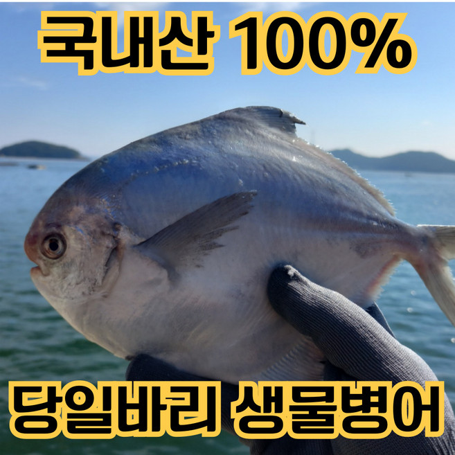 [남해안직송] 국내산 생물 병어 횟감, 1개, 1kg