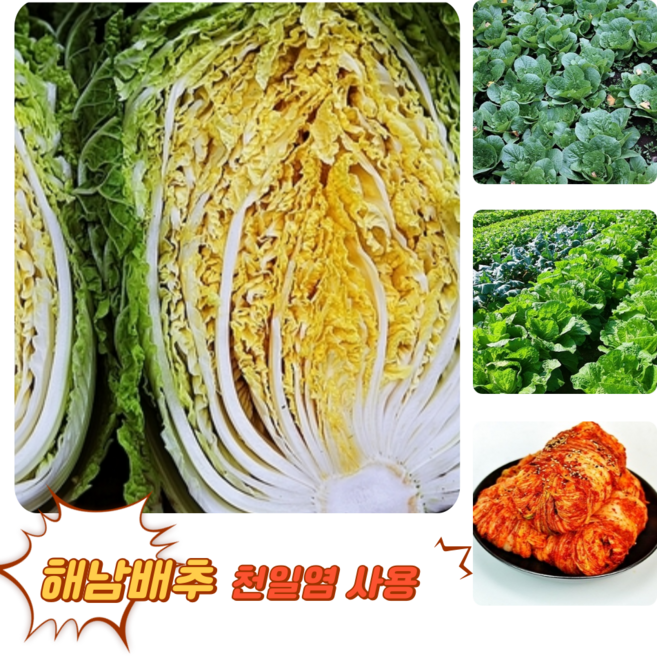 [굿피플] 맛있는절임배추 절인배추 김장 괴산 해남강원도배추, 20kg, 1개, 절임배추(7~9포기) 출고희망일
