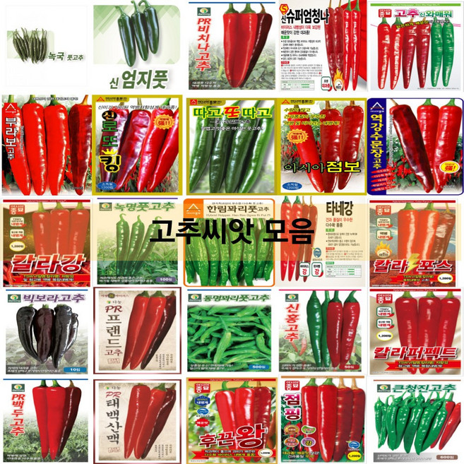 코리아팜 고추씨앗/PR백두고추/PR비치나고추/PR태백산맥고추/PR프랜드고추/그린비타풋고추/녹명풋고추/동명꽈리풋고추/신홍고추/큰정진고추/녹국/따고또따고/부라보/신로또킹/신슈퍼엄청나, 6.아시아종묘-신엄지풋 100립, 1개