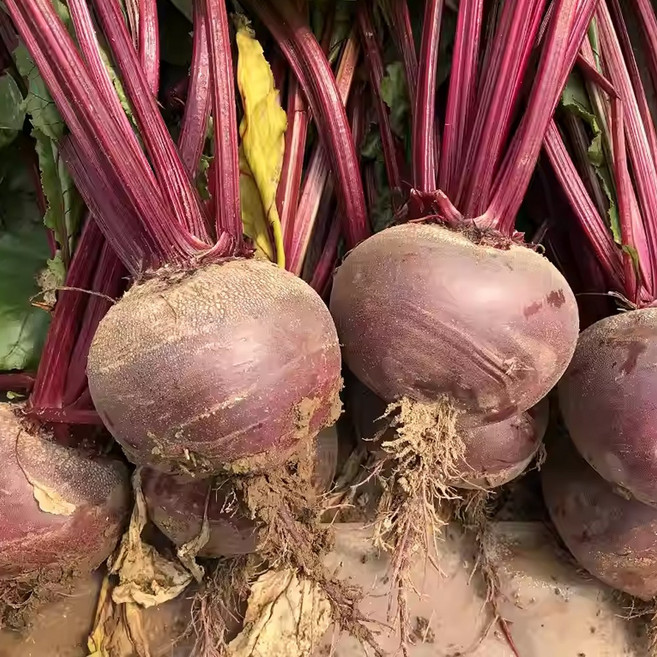 국내산 제주 레드비트 특상품 고당도 햇 비트, 1박스, 2kg