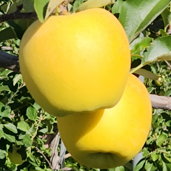 스윗쿡 과일앤 당도선별 시나노 골드 사과, 1박스, 3kg 못난이