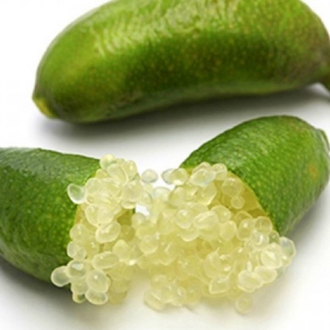 묘목 / 노랑색 핑거 라임 / 케비어 라임 / 알같은 식용열매묘목 3년, 1개, 조아비_2년생