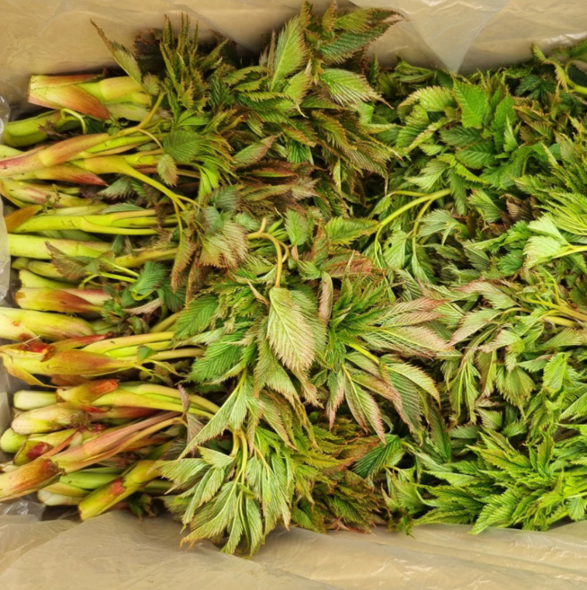 강원도 홍천 눈개승마 봄나물 500g, 3kg, 1개
