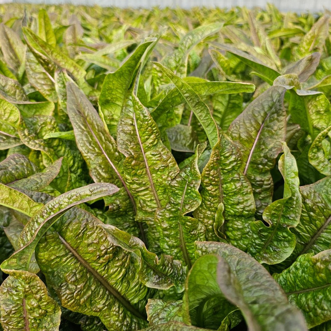 강원도 유기농 궁채잎 500-700g 잎상추 쌈채소 나물, 1개, 600g