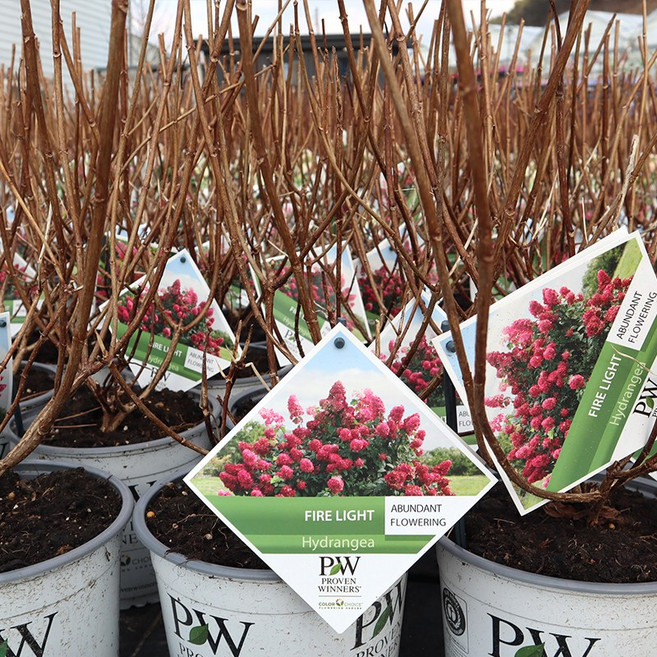 유럽 목수국나무 묘목 C3화분묘 파이어라이트 리틀라임펀치 정원수 홈가드닝 조경 꽃나무, 1개, 파이어 라이트 C3