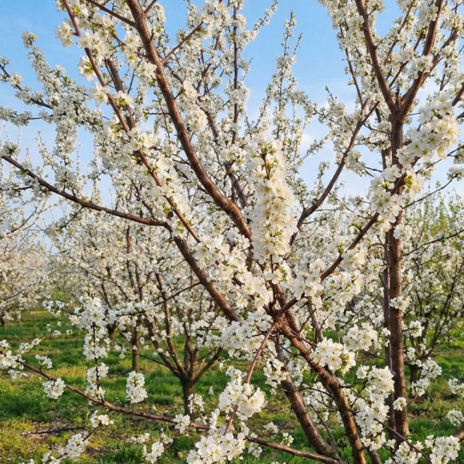 목하원예조경 추휘자두 추희 왕자두나무 묘목 접목1년생 특묘 노지월동 대과종 자두나무 과일나무, 단일, 1개