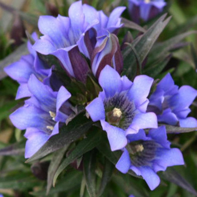 용담 하지용담 ‘마운틴 블루’ 모종-4치포트 세개묶음 BB148