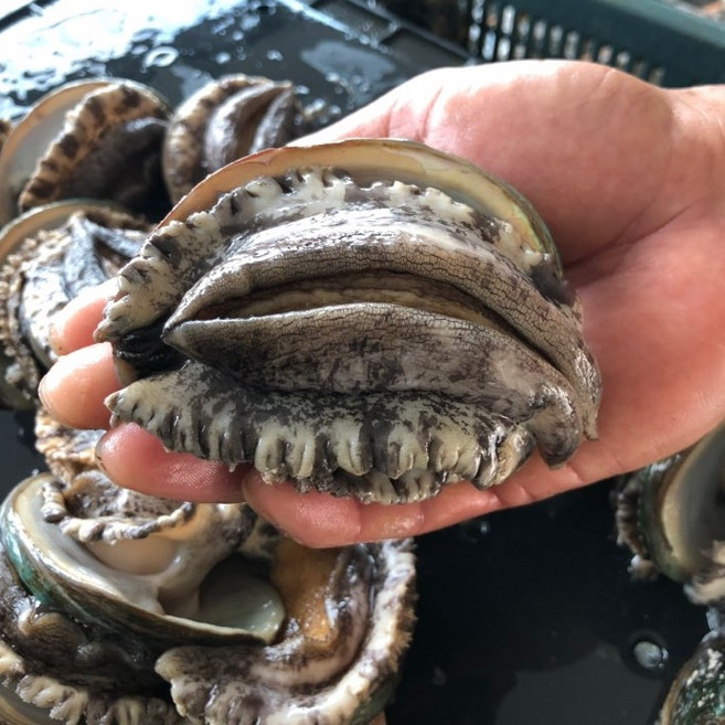 [항아리속바다] 완도 참전복 직접키운 직거래 완도 활전복, 1kg16-18미 [16-18마리], 1박스