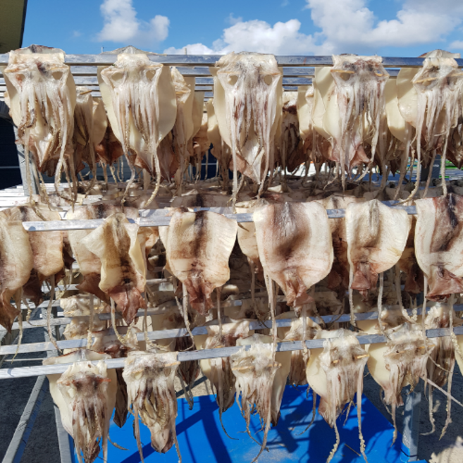 제일농수산 반건조오징어 피데기 반건오징어, 1개, 진공 중 10마리 (900g)