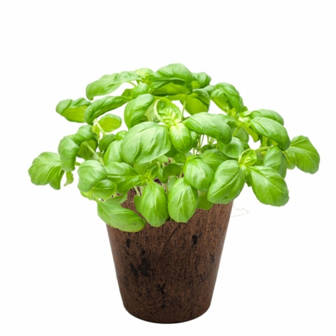 코코넛 화분 바질 키우기(4인세트 개별포장)(친환경 식물 키우기/생분해성 화분), 1개
