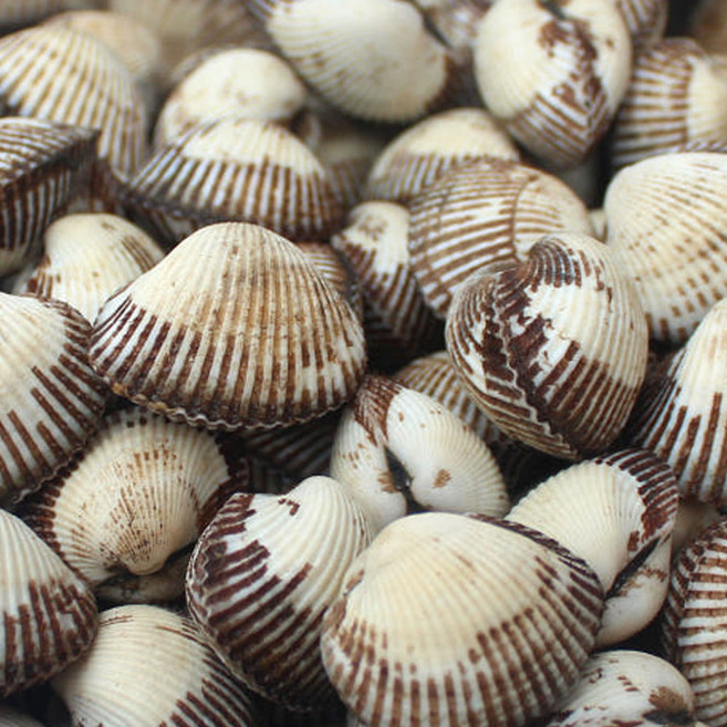 [루즈벨]관우농가 조업 벌교 세꼬막, 1개, 4)1kg(중)