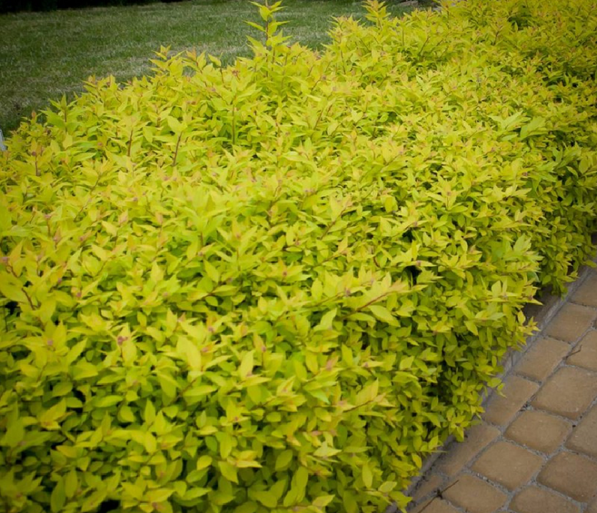 천지가야생화 황금조팝나무 묘목 노지월동 다년생 조경용 10cm포트묘 4개, 1개